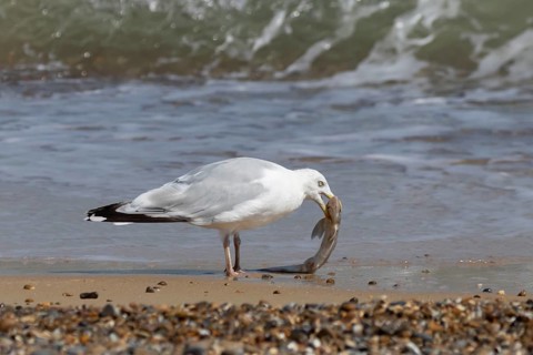 Herring gull (Larus argentatus) adult seagull bird feeding on a Dogfish shark fish on a beach in