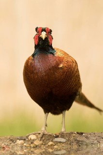 Common Pheasant (Phasianus colchicus) male, Serbia