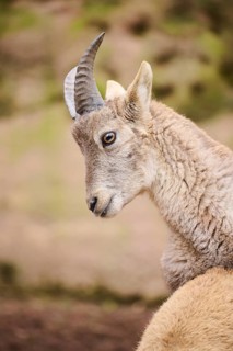Alpine ibex (Capra ibex) joungster, portrait, Germany