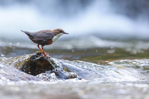 White-throated Dipper, (Cinclus cinclus), foraging at a mountain stream, animals, birds,