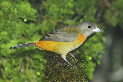 Cherrie's Tanager Ramphocelus costaricensis Las Cruces OTS Station, San Vito, Costa Rica 4 November