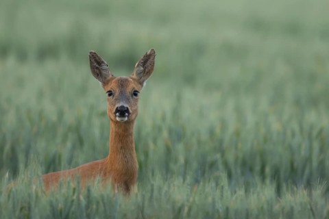 Roe deer (Capreolus capreolus) adult female doe animal in a farmland cereal field in summer,