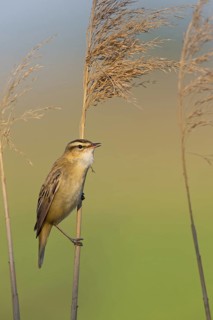 Reed Warbler, (Acrocephalus schoenobaenus) Animals, Birds, Songbirds, Reed Warbler family, Lake