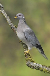 Band-tailed Pigeon (Patagioenas fasciata), British Columbia, Canada