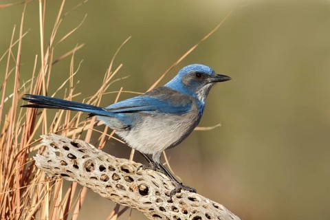 Woodhouse’s Scrub-Jay Aphelocoma woodhouseii Tucson, Pima County, Arizona, United States 9 February