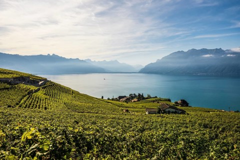 Picturesque village in the vineyards by the lake, Rivaz, Lavaux, UNESCO World Heritage Site, Lake