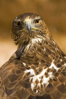 Bonelli's Eagle (Aquila fasciata) female, Castile-La Mancha, Spain