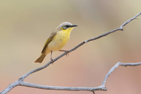 Grey-headed Honeyeater (Ptilotula keartlandi) perched on a branch, Queensland, Australia