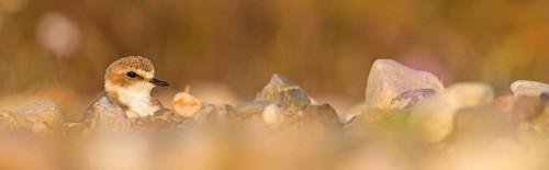 Animals, birds, plover, Kentish plover, (Charadrius alexandrinus), biotope, habitat, foraging,