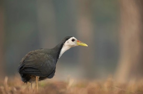 A white-breasted waterhen (Amaurornis phoenicurus), Sreepeur, Gazipur