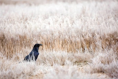 Northern Raven (Corvus corax), Castile-La Mancha, Spain
