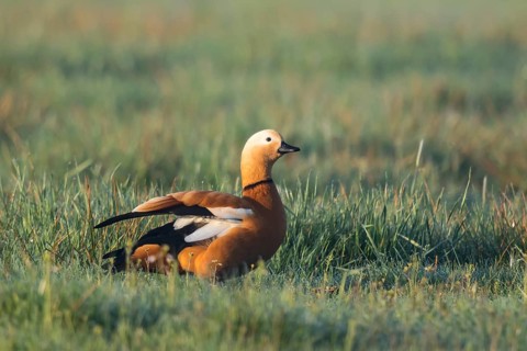 Ruddy Shelduck (Tadorna ferruginea) male, North Rhine-Westphalia, Germany