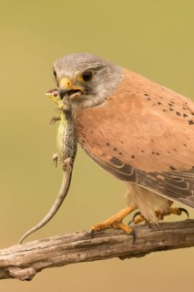 Common Kestrel (Falco tinnunculus) male perched on a branch with captured lizard, Serbia