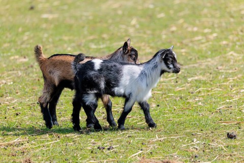Two young pygmy goats (Capra hircus) are playing together on a sunny day in a green meadow. Austria