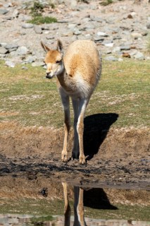 Vicuña (Lama vicugna), Catamarca Province, Argentina