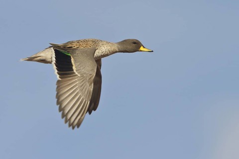 Speckled Teal (Anas flavirostris) in flight in Bolivia, South America