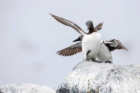 Guillemot (Uria aalge), two birds flapping their wings, Hornøya Island, Vardø, Varanger, Finnmark,
