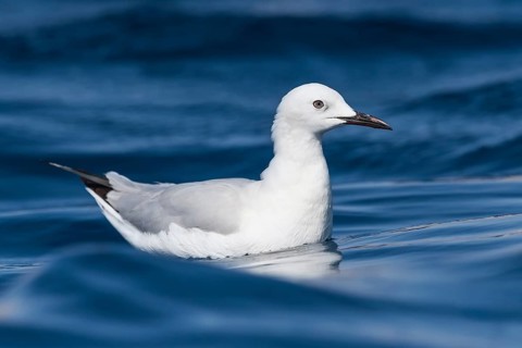 Slender-billed Gull (Chroicocephalus genei) flying, Eilat, Israel