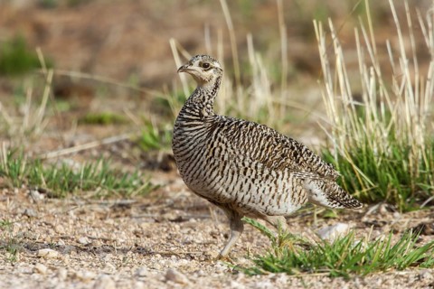 Lesser Prairie-Chicken Tympanuchus pallidicinctus Milnesand, New Mexico, United States 11 May Adult