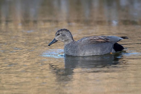 Gadwall (Mareca strepera) male, Mecklenburg-Western Pomerania, Germany