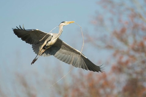 Grey Heron (Ardea cinerea) flying, Baden-Wuerttemberg, Germany