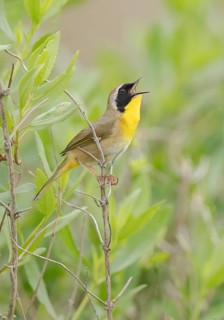 Common Yellowthroat (Geothlypis trichas) male singing, Texas, USA