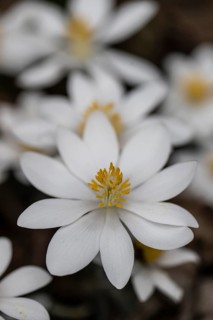 Canadian bloodroot (Sanguinaria canadensis), Emsland, Lower Saxony, Germany