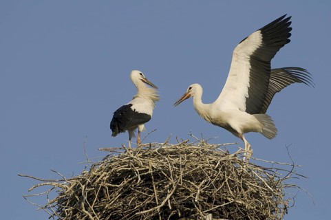 White Stork (Ciconia ciconia) nest, Saxony, Germany