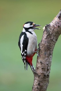 Great Spotted Woodpecker (Dendrocopos major) male, Brandenburg, Germany