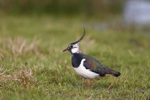Northern Lapwing (Vanellus vanellus) male, North Rhine-Westphalia, Germany