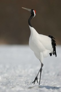 Red-crowned Crane (Grus japonensis), Hokkaido, Japan