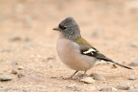 Common Chaffinch (Fringilla coelebs africana) male, Morocco