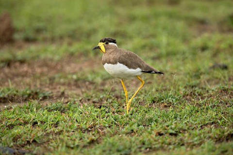 Yellow-wattled Lapwing (Vanellus malabaricus) perched on the ground, Udawalawe National Park, Sri
