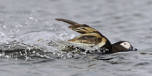 Long-tailed Duck (Clangula hyemalis) male, Alaska, USA