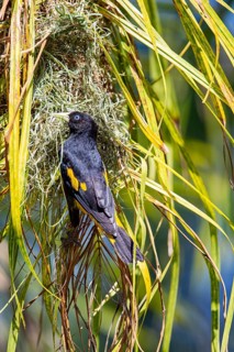 Yellow-rumped cacique (Cacicus cela) Pantanal Brazil