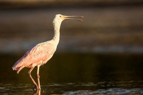 Roseate Spoonbill (Platalea ajaja) foraging in shallow water, Florida, USA