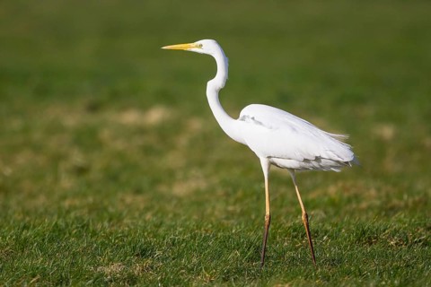 Great Egret (Ardea alba), Netherlands