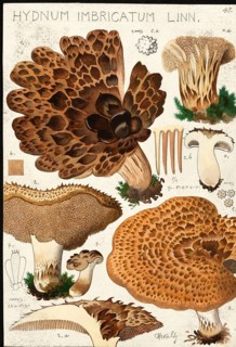 Mushroom, fungi, Hydnum imbricatum hawk mushroom, authentic reproduction of an illustration by Hans