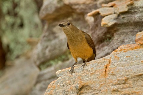 Sandstone Shrikethrush (Colluricincla woodwardi), Northern Territory, Australia