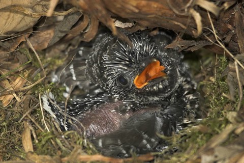 Common Cuckoo (Cuculus canorus) juvenile, Castile and Leon, Spain