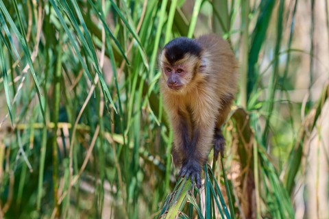 Capuchin monkey standing on a branch in a lush forest full of green leaves, Capuchin monkey