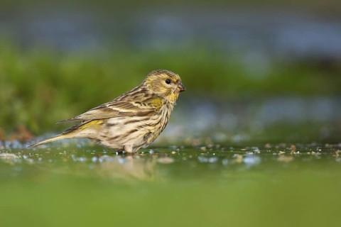 European Serin (Serinus serinus) female, Baden-Wuerttemberg, Germany