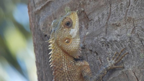 Close-up of a bloodsucker agama (Calotes versicolor) on a tree trunk in the wild, Sri Lanka