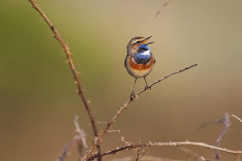 Bluethroat (Luscinia svecica cyanecula) male singing, Texel, Netherlands