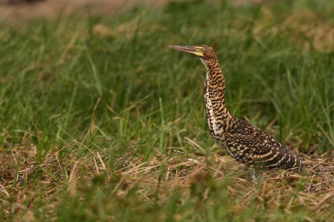 Rufescent Tiger Heron (Tigrisoma lineatum) juvenile perched on the ground, Los Llanos, Venezuela