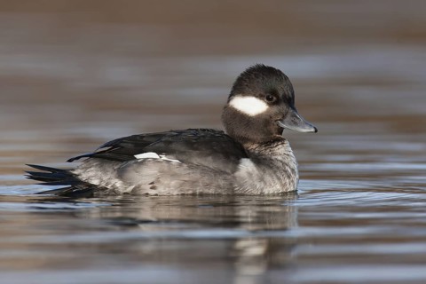 Bufflehead (Bucephala albeola) female, British Columbia, Canada