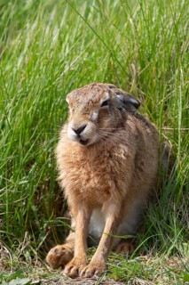 European brown hare (Lepus europaeus) sleepy adult animal in grassland, England, United Kingdom