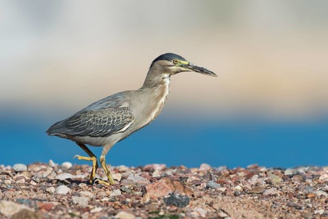 Striated Heron (Butorides striata), Eilat, Israel