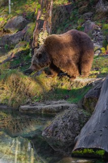 An adult female brown bear (Ursus arctos arctos) walks through hilly terrain with trees and rocks