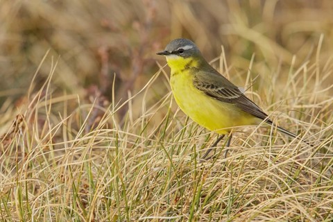 Eastern Yellow Wagtail (Motacilla tschutschensis) perched on the tundra in Nome, Alaska